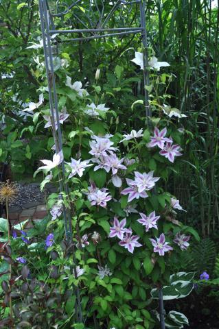 Klematis 'Andromeda'
