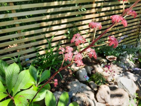 Rodgersia podophylla 'Braunlaub' - bronsrodgersia
