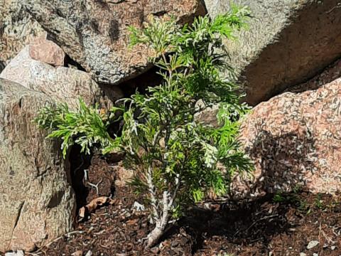 Chamaecyparis_lawsoniana_variegata - ädelcypress