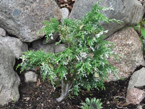 Chamaecyparis_lawsoniana_variegata - ädelcypress