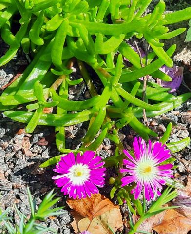 Delosperma floribundum 'Starburst'