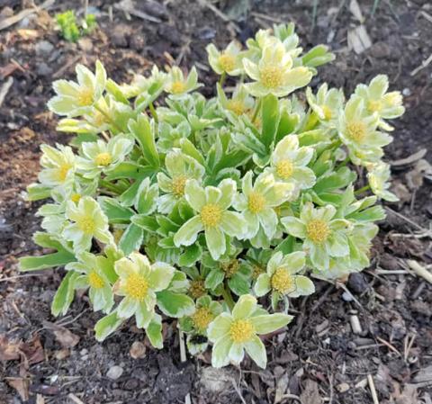 Hacquetia epipactis 'Thor' - gullflocka