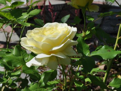 Rosa 'Michelangelo'