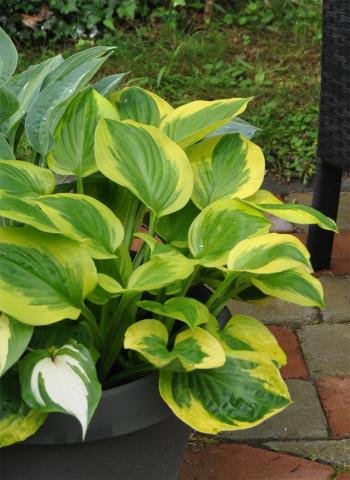 Hosta 'Sugar and 'Spice