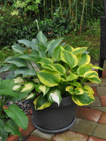 Hosta 'Sugar and 'Spice