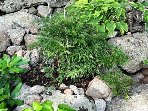 Acer palmatum 'Dissectum' - flikbladig lönn