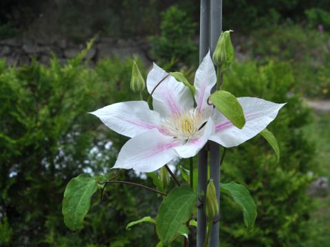 Klematis 'Andromeda'