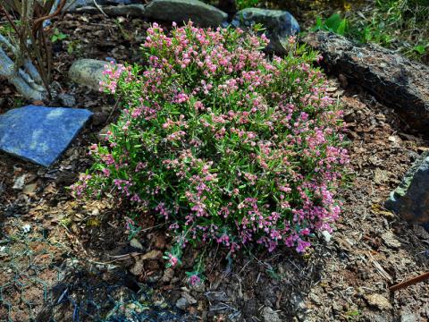 Andromeda polifolia - rosling 'Nikko'