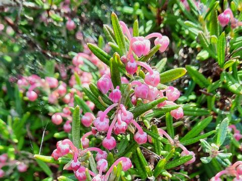 Andromeda polifolia - rosling 'Nikko'