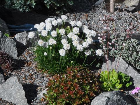 Armeria maritima alba - trift
