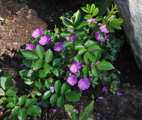 Geranium sanguineum - blodnäva 