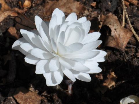 Sanguinaria canadensis fl. pl. multiplex - blodört