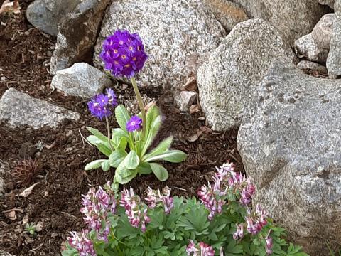 Primula denticulata - bollviva 'Prom Lilac'