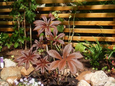 Rodgersia podophylla 'Braunlaub' - bronsrodgersia