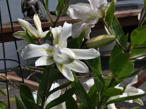 Lilium 'Lotus Beauty' 