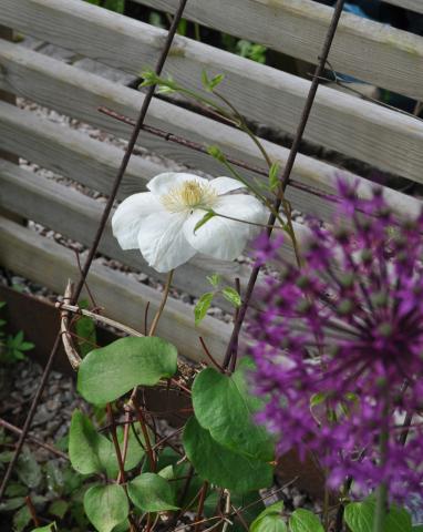Clematis 'Guernsey Cream'