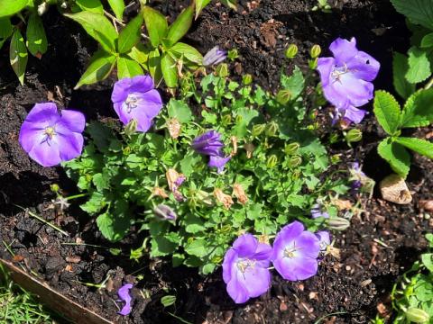 Campanula carpatica 'Blue Clips'