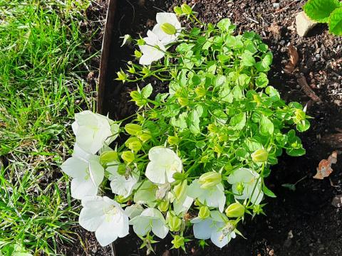 Campanula carpatica 'Weisse Clip'
