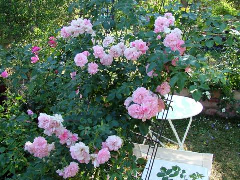 Rosa 'Climbing Bonica'