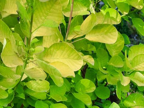 Cotinus coggygria - perukbuske 'Golden Spirit'