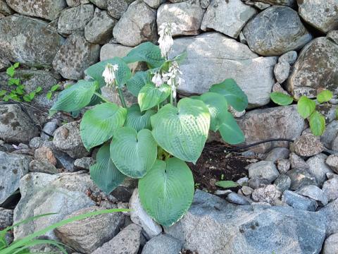 Hosta sieboldiana - daggfunkia