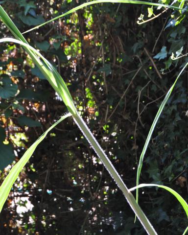 Miscanthus giganteus -elefantgräs