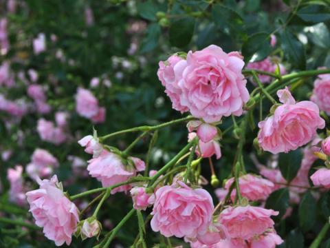 Rosa 'The Fairy'
