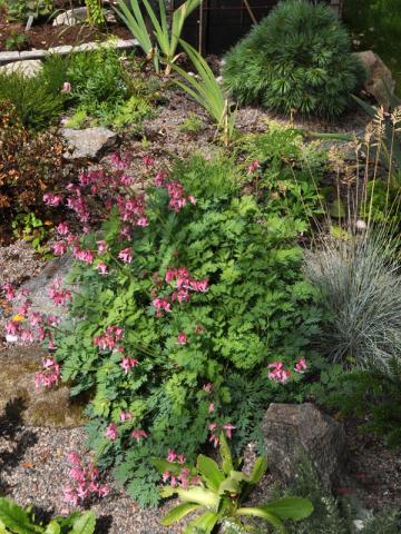 Dicentra formosa 'Pink Diamonds' - fänrikshjärta