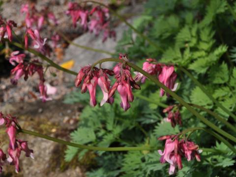 Dicentra formosa 'Pink Diamonds' - fänrikshjärta