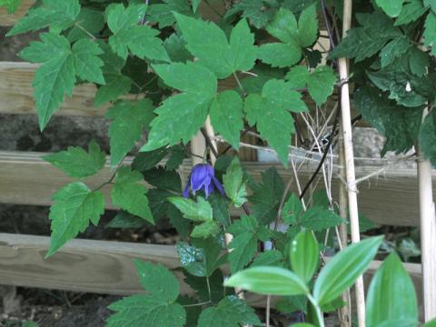 Clematis atragene 'Georg' 