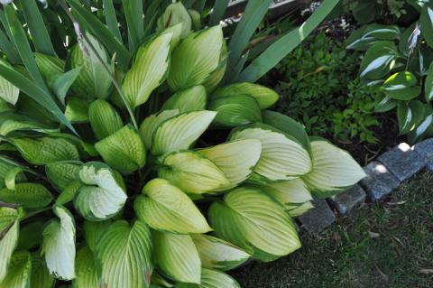Hosta 'Gold Standard'