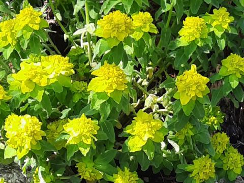 Euphorbia polychroma - gulltörel