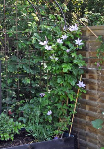 Clematis 'Hagley Hybrid'