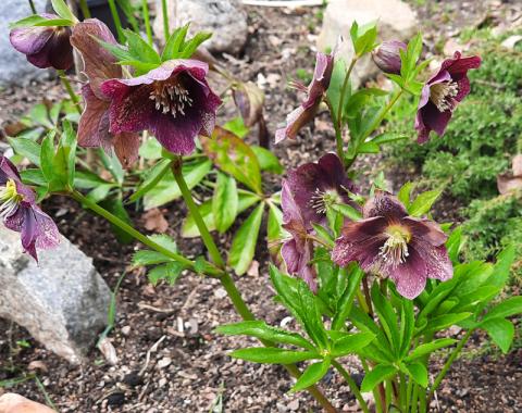 Helleborus niger 'Pink Lady' - julros