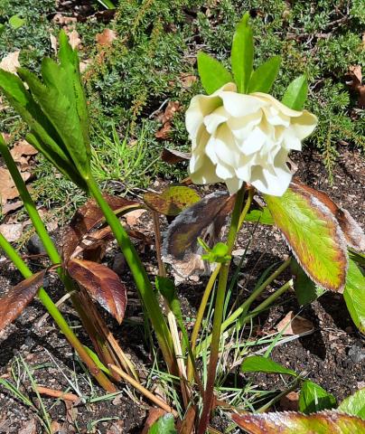 Helleborus orientalis - vit