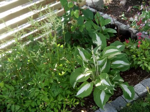 Hosta fortunei - funkia 'Whirl Wind'