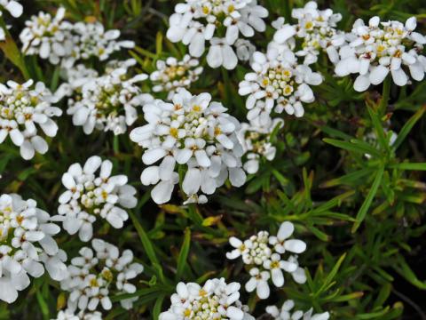 Iberis sempervirens - vinteriberis
