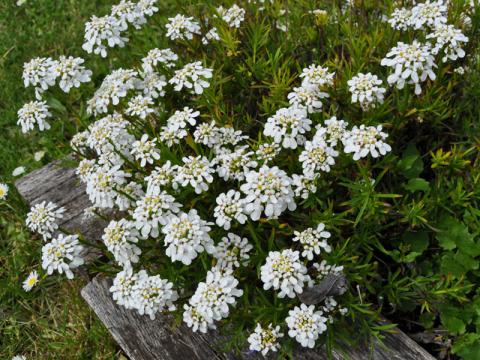 Iberis sempervirens - vinteriberis