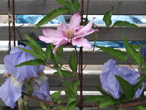 Clematis 'Isabella'