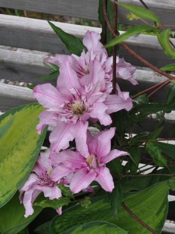 Clematis 'Isabella'