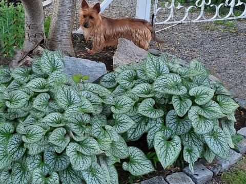 Brunnera macrofylla 'Jack Frost' - kaukasisk förgätmigej