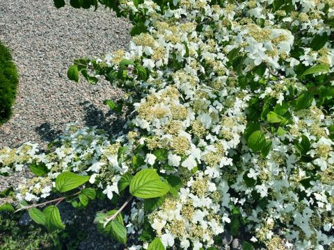 Viburnum plicatum 'Kilimandjaro' - olvon