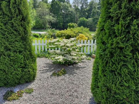 Viburnum plicatum 'Kilimandjaro' - olvon