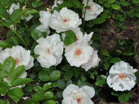Rosa Jaqueline du Pré