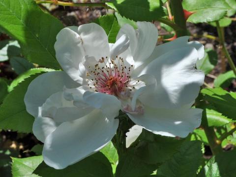 Rosa Jaqueline du Pré