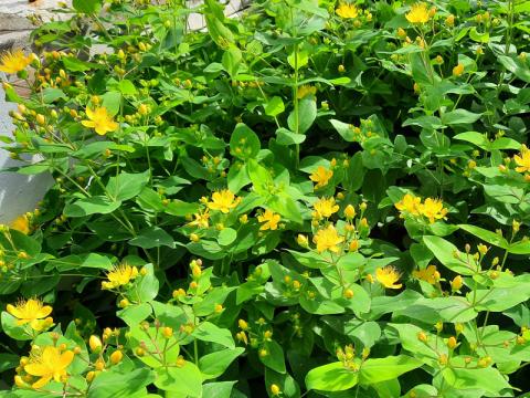 Hypericum calycinum - praktjohannesört