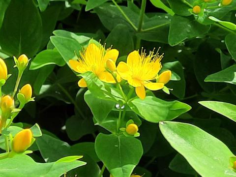Hypericum calycinum - praktjohannesört