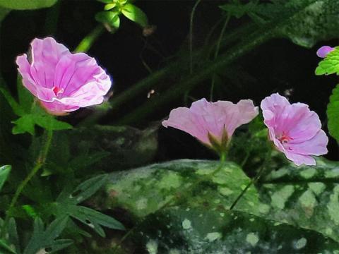 Geranium sanguineum var striatum - jungfrunäva