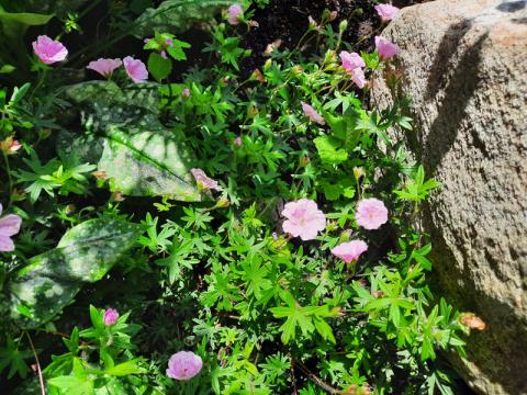 Geranium sanguineum var striatum - jungfrunäva