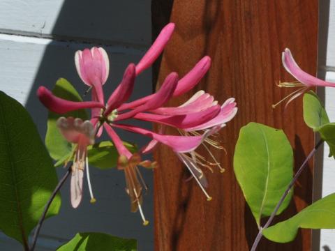 Lonicera caprifolium - kaprifol